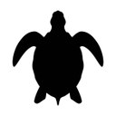 turtle.jpg